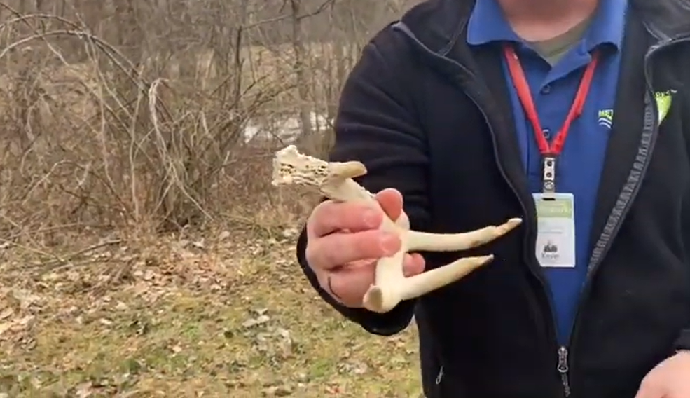 A park ranger standing in a forest holding part of a deer antler