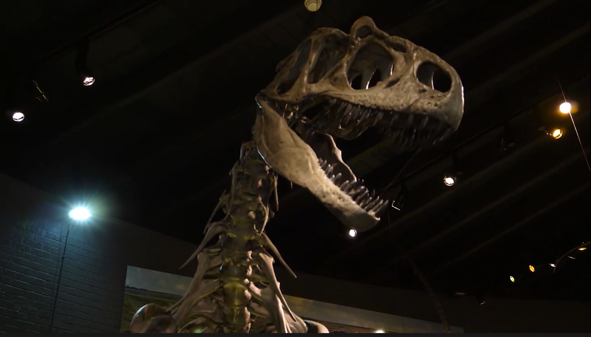 An assembled T-Rex fossil skeleton. The head and neck are in frame, angled to look like the dinosaur is looking at the camera.