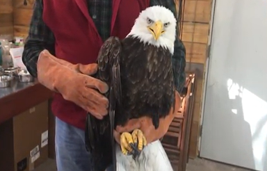 A handler holding a bald eagle by the legs and supporting its wing