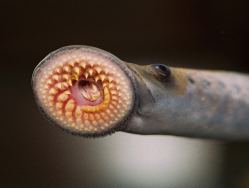 An up close photo of a sea lampreys mouth. Provided by GLFC.
