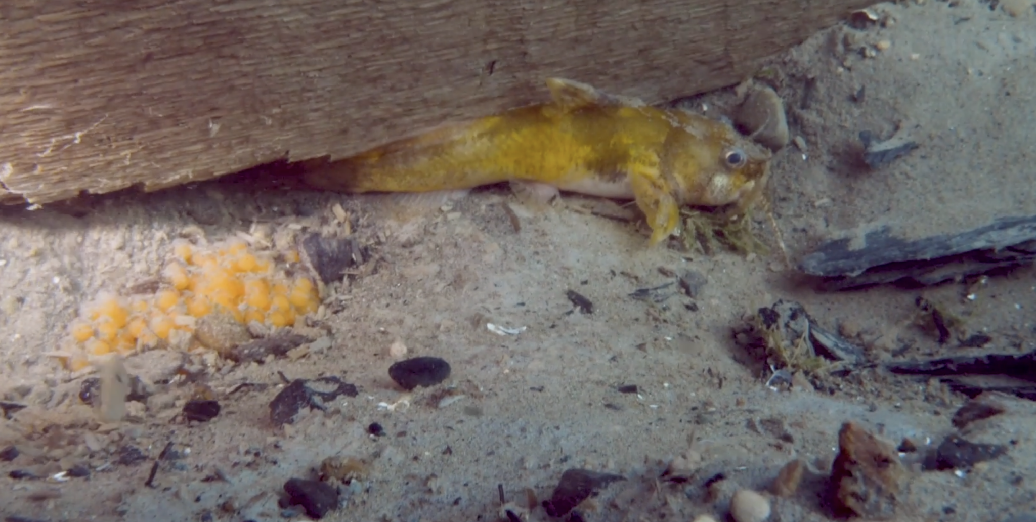 A adult madtom fish hiding under a rock