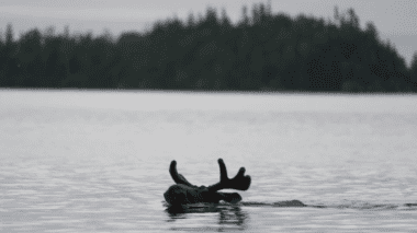 A moose head poking out of the water of a lake.