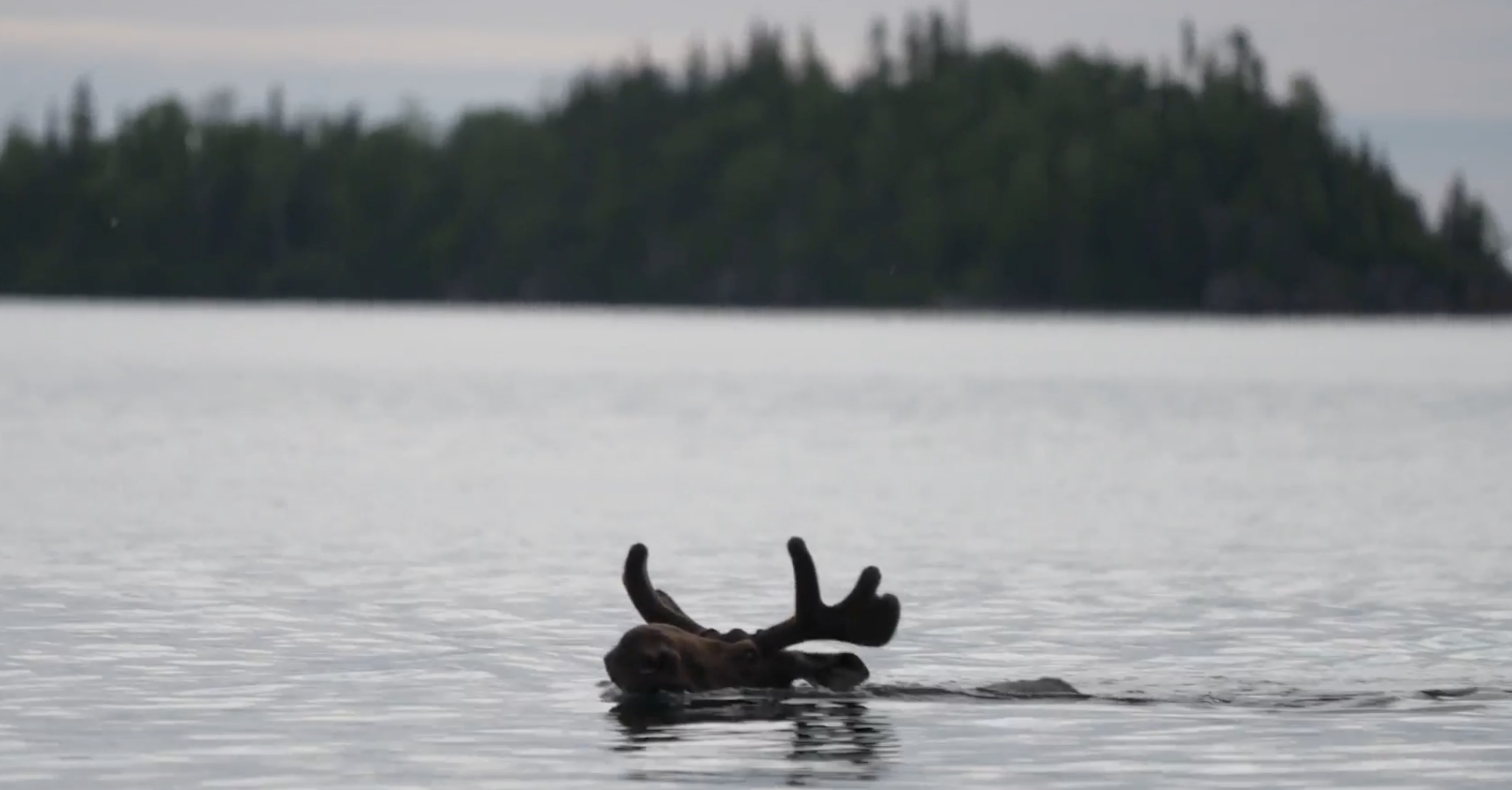 A moose head poking out of the water of a lake.