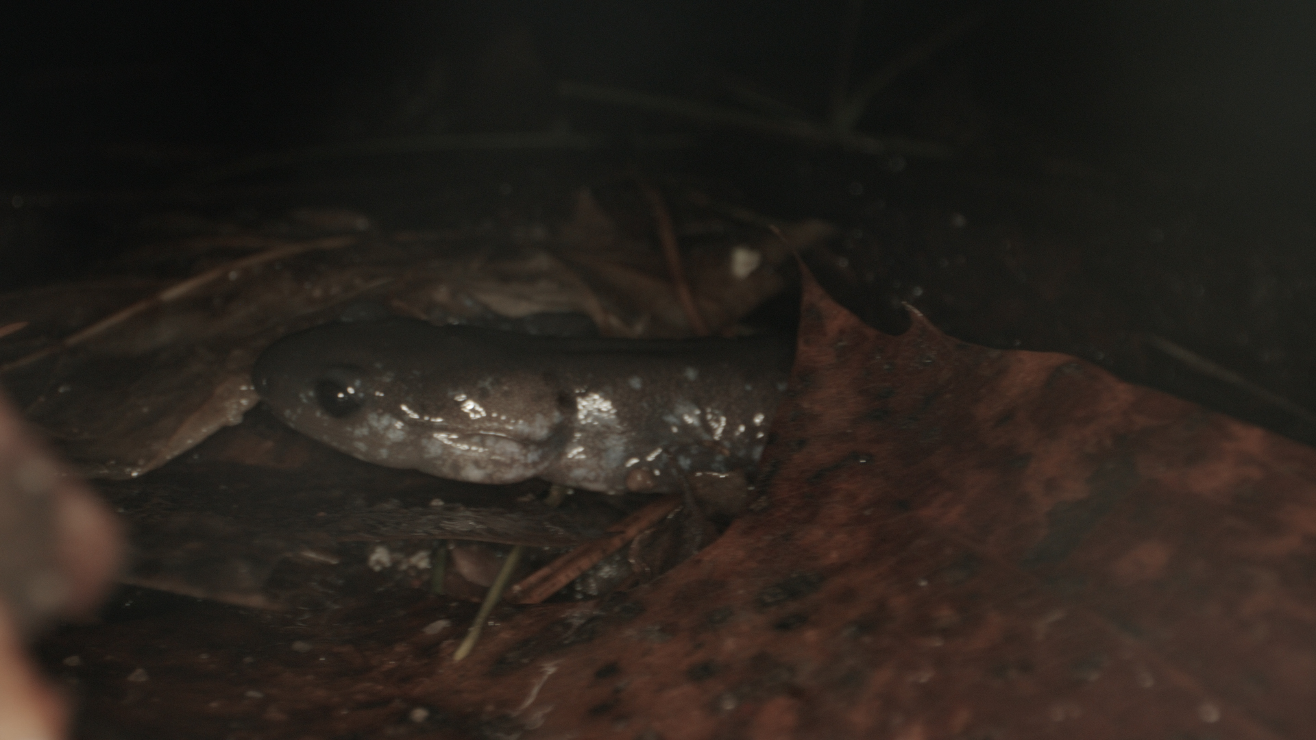 A gray and brown salamander peeking our from under a brown leaf