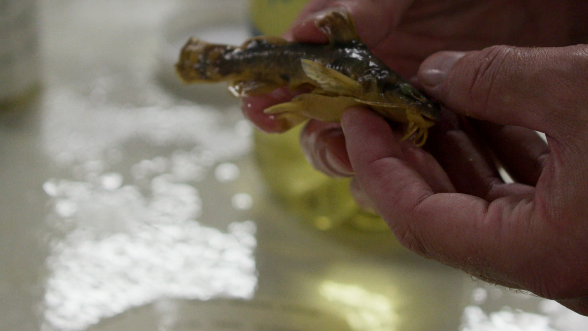 Close-up shot of a hands holding a small green-brown fish