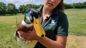 MSU Extension Tollgate Farms Duck