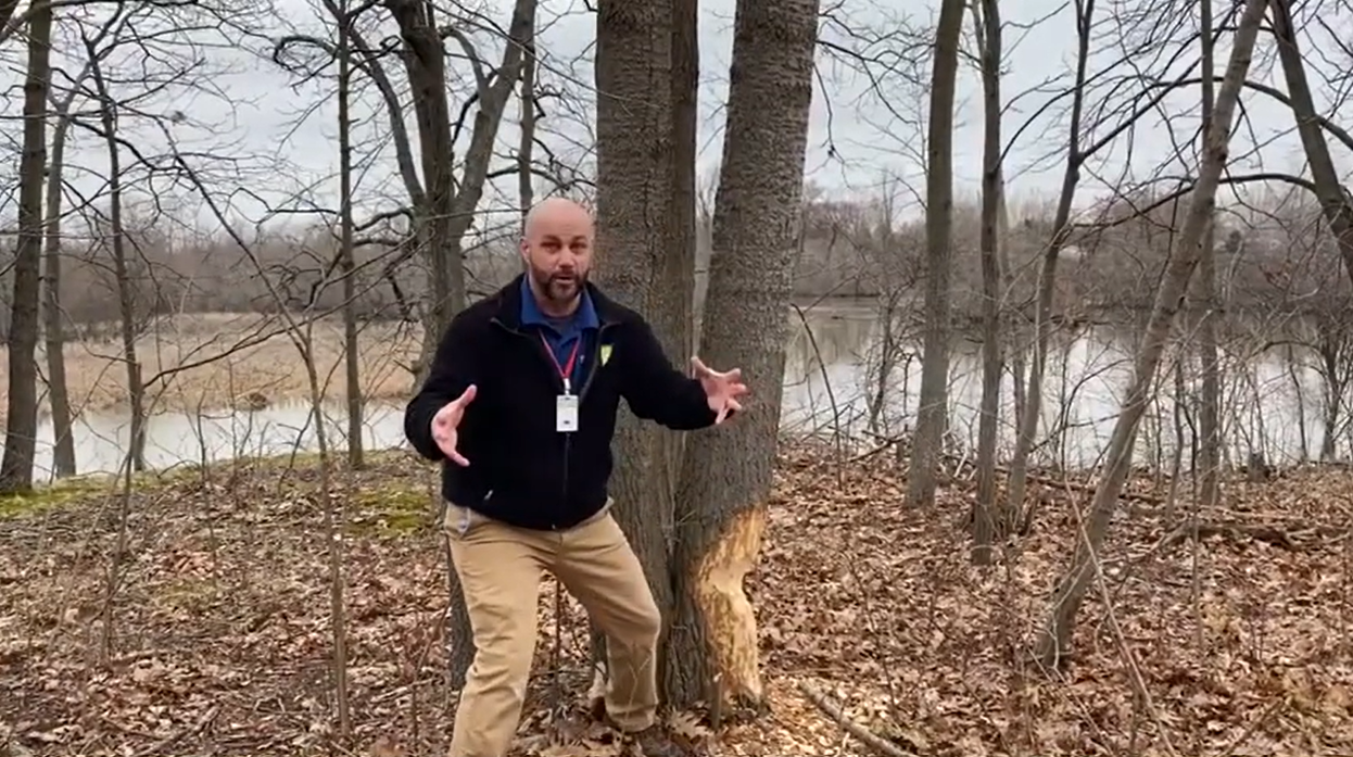 A park ranger standing in a forest overlooking a river. He is gesturign excitedly toward a beaver's gnaw mark on a tree.