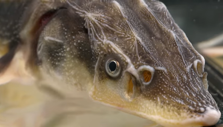 A close up shot of a lake sturgeon fish