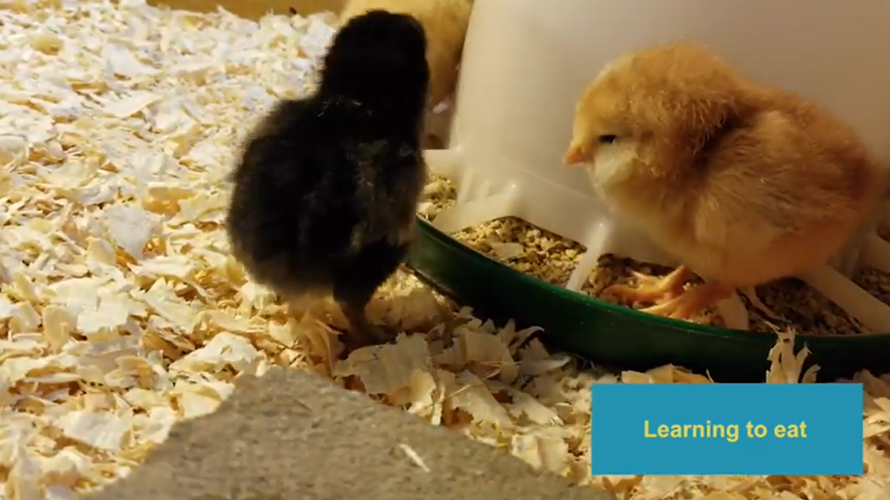 Two baby ckicks, one black and one yellow, standing by a food dispenser.