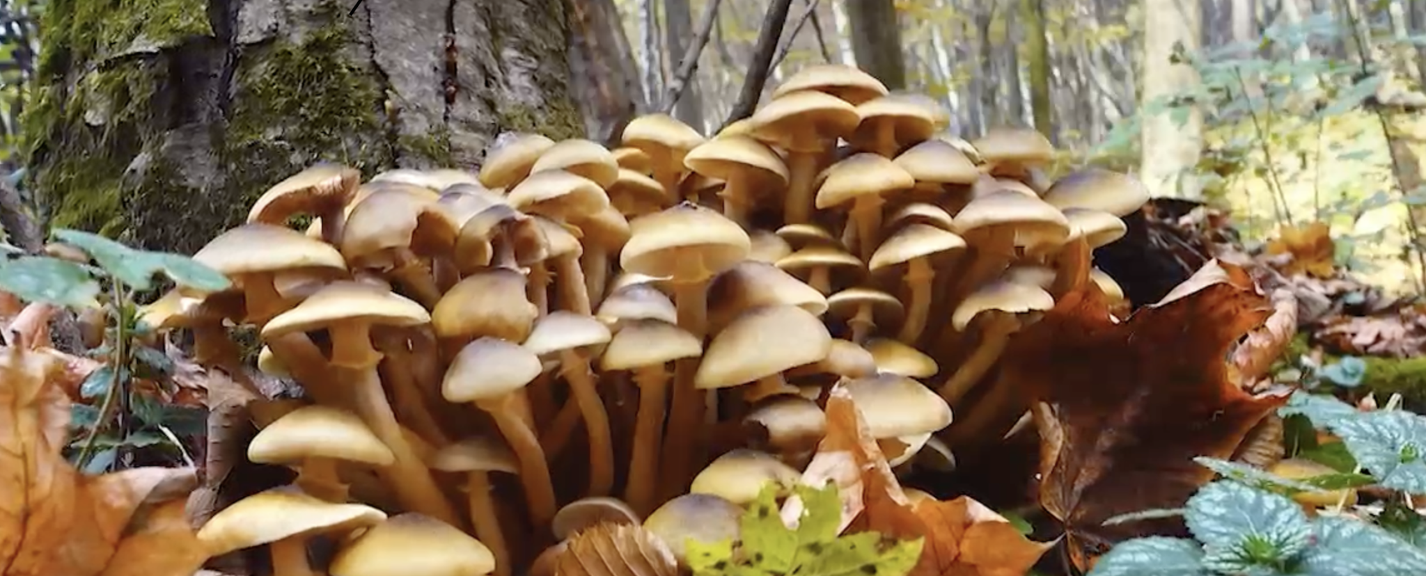 A groupd of wild brown mushrooms