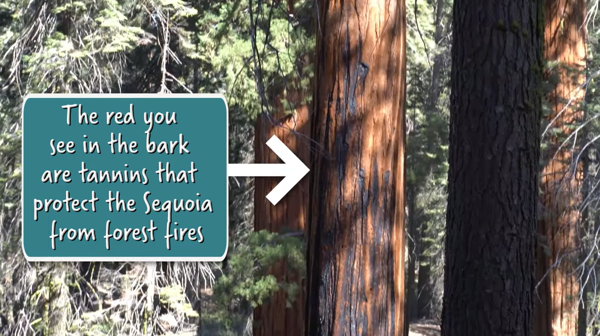 Up-close photo of Sequoia trees in a forest. The trees have red tinted brown bark