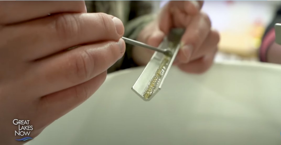 a close up of two hands holding a small tray of fish eggs and using a tool to scrape them off.