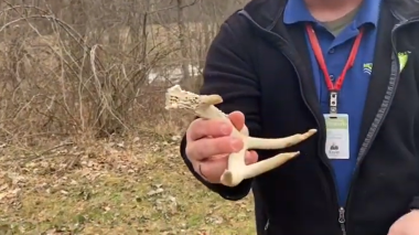 A park ranger standing in a forest holding part of a deer antler