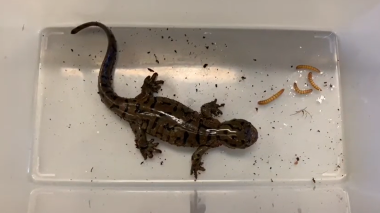 A small brownish-gray and black salamander with 4 meal worms next to it.