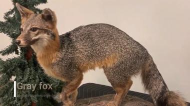 A taxidermy Gray Fox on a stand