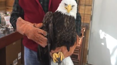 gln field trip bald eagle