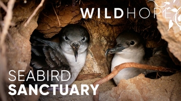 wild hhe seabird sanctuary