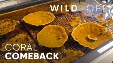 wild hope coral comaback