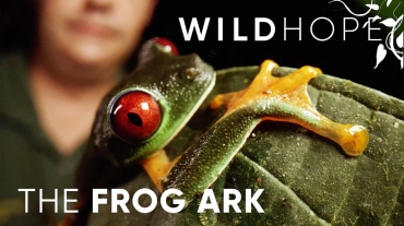 wild hope the frog ark