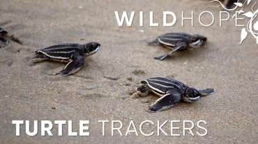wild hope turtle trackers